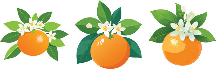 Organic Tangerines, Vibrant & Flavorful