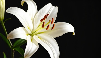 Focuses on the pure beauty and graceful form of the lily 