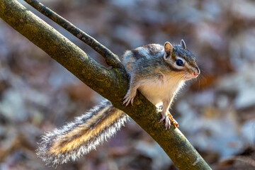 ein Streifenhörnchen auf einem Ast