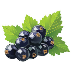 Black Currants, Rich Antioxidant