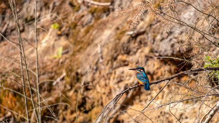 Eisvogel - Kingfisher