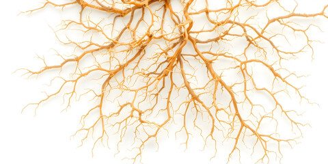 Macro image of mycelium roots entangled like neurons, white background