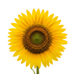 Obraz premium Radiant sunflower against a stark background