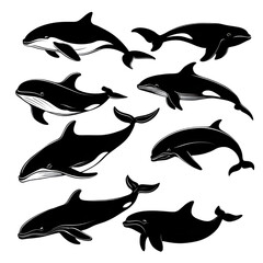 Marine Mammals black silhouette isolated on a transparent background