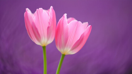 Fototapeta premium Floral Duo: Two radiant pink tulip flowers in full bloom, their delicate petals unfurling gracefully against a serene purple backdrop. Capturing the elegance and vibrance of nature.