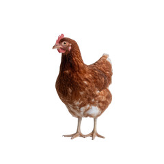 A brown hen standing on a white isolated background, showcasing its feathers and features. Ideal for agricultural and farm-related themes.