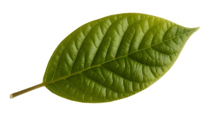 Obraz premium Close up of a single vibrant green leaf with prominent veins on a white background