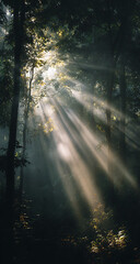 Obraz premium Sunlight streaming through trees in a dense forest creating a magical atmosphere