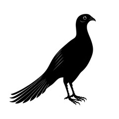 Fototapeta premium Pheasant black silhouette isolated on a transparent background.png