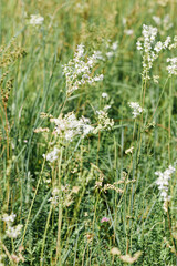 Natural summer grasses and wildflowers at sunlight, meadow herbs and field bloom plants, wild...