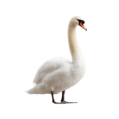 Obraz premium A graceful swan standing elegantly on a white background, showcasing its pristine white feathers and long neck, embodying beauty and tranquility in nature.