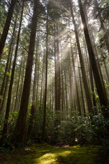 Obraz premium Sunlight in The Forest Canopy: Sunlight streams through a towering forest canopy, creating a dramatic and breathtaking display of light and shadow. Tall trees reach towards the sky