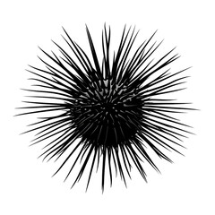 Obraz premium Sea Urchin black silhouette isolated on a transparent background
