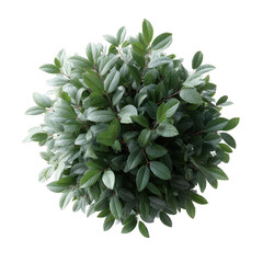 A round, lush green plant with vibrant leaves, showcasing its natural beauty on a white isolated background.