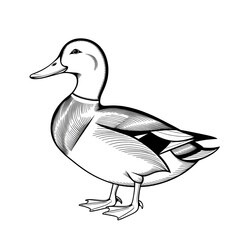 A black and white duck illustration line art of a coloring page 