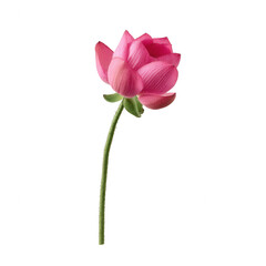 A single pink lotus flower on a slender green stem, showcasing delicate petals and rich colors, isolated on a clean white background for a fresh and vibrant look.