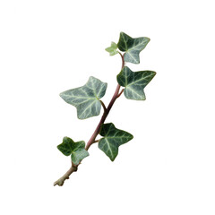 A single stem of ivy with lush green leaves, elegantly displayed on a white isolated background, perfect for design and botanical themes.
