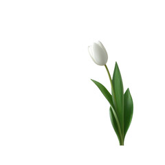 A single white tulip with green leaves placed on a white isolated background, representing purity and elegance, perfect for floral themes and nature-related designs.