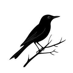 Fototapeta premium Sunbird black silhouette isolated on a transparent background