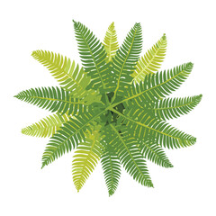 Star Shaped Green Fern Plant