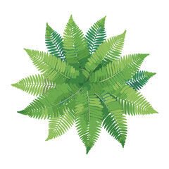 Top View Green Fern Plant