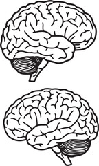 Two Anatomical Illustrations of the Human Brain, Depicting Cerebral Lobes, Fissures, and the Cerebellum in Detailed Black and White Line Art