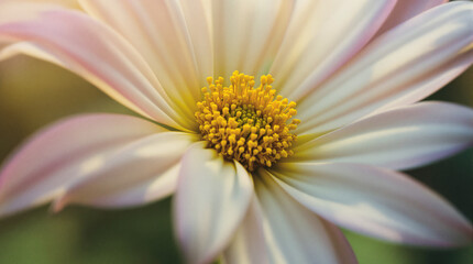 Close-up of a pale pink and white flower with a vibrant yellow center, exhibiting soft petals and gentle light
