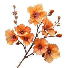 Elegant orange wildflowers with delicate petals and intricate veins, isolated on white background. Perfect for botanical, floral, and nature designs.