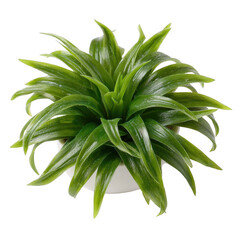 Green indoor plant in a white pot, showcasing elegant, long leaves that add a fresh and vibrant touch to any space.
