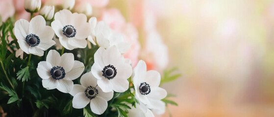 Elegant white anemone flowers with black centers bloom beautifully against soft pastel background, creating serene