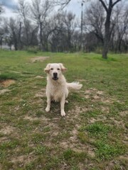 golden retriever puppy