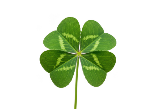 Four leaf clover symbol of luck green plant isolated on transparent background