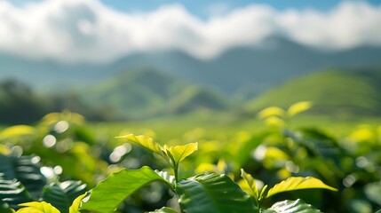 Lush green coffee plants thrive on misty rolling hills under a bright sky