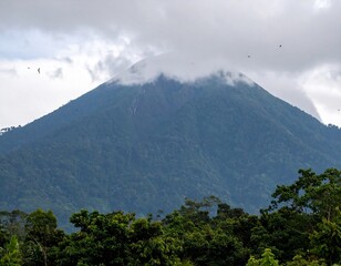 Morning in a Protected Jungle: Birds, Trees, and Misty Mountain