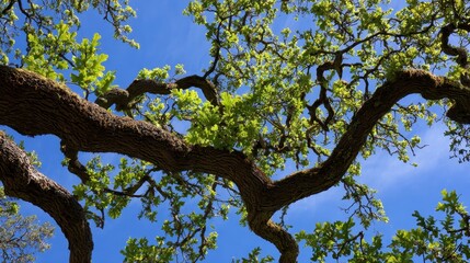 Fototapeta premium California Oak Tree in Spring Nature, with Lush Green Leaves and Blue Sky