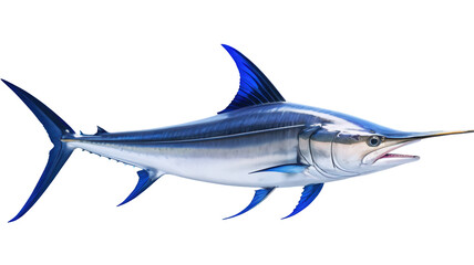 Obraz premium Blue Marlin
