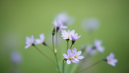 spring flowers in the garden