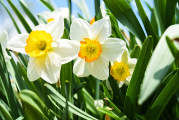 Close-up of blooming daffodil Flower Record with bright yellow petals and orange cup, captured in...