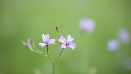 pink flower in the garden