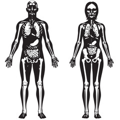 Anatomical Illustration Presenting Skeletal and Internal Organ Structure of Male and Female Human Bodies in Striking Black and White Contrast