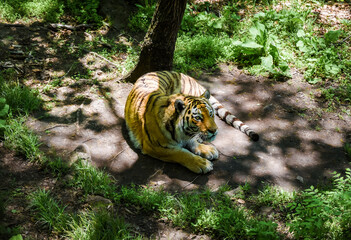 Elusive Amur tiger explores forest floor in Russia’s Primorsky Krai, sniffing the ground for...
