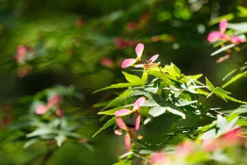 新緑の中に咲く小さなモミジの花