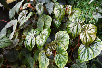 Close-up of Peperomia caperata foliage with textured, heart-shaped green leaves featuring deep veins and hints of bronze, grown in lush indoor conditions.