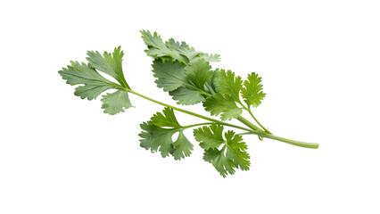 coriander leaves isolated on transparent background PNG