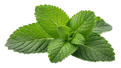 fresh mint leaves a vibrant green herb isolated transparent background PNG