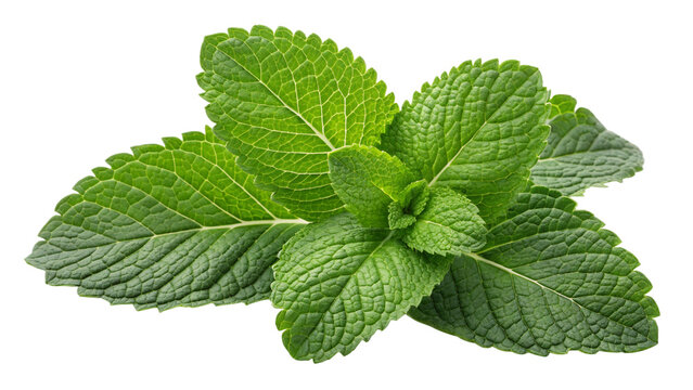 fresh mint leaves a vibrant green herb isolated transparent background PNG