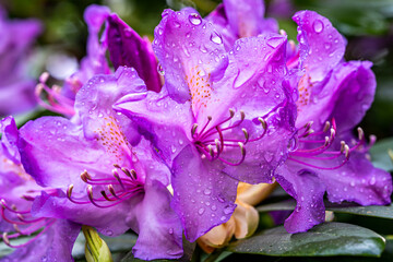 Tropfnass, aber wunderschön: Diese Rhododendronblüte zeigt, wie elegant die Natur selbst im Regen...