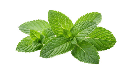vibrant green mint leaves with a crisp fresh appearance PNG