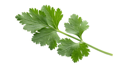 top view of fresh green coriander leaf isolated in white background PNG