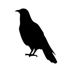 silhouette of a bird
